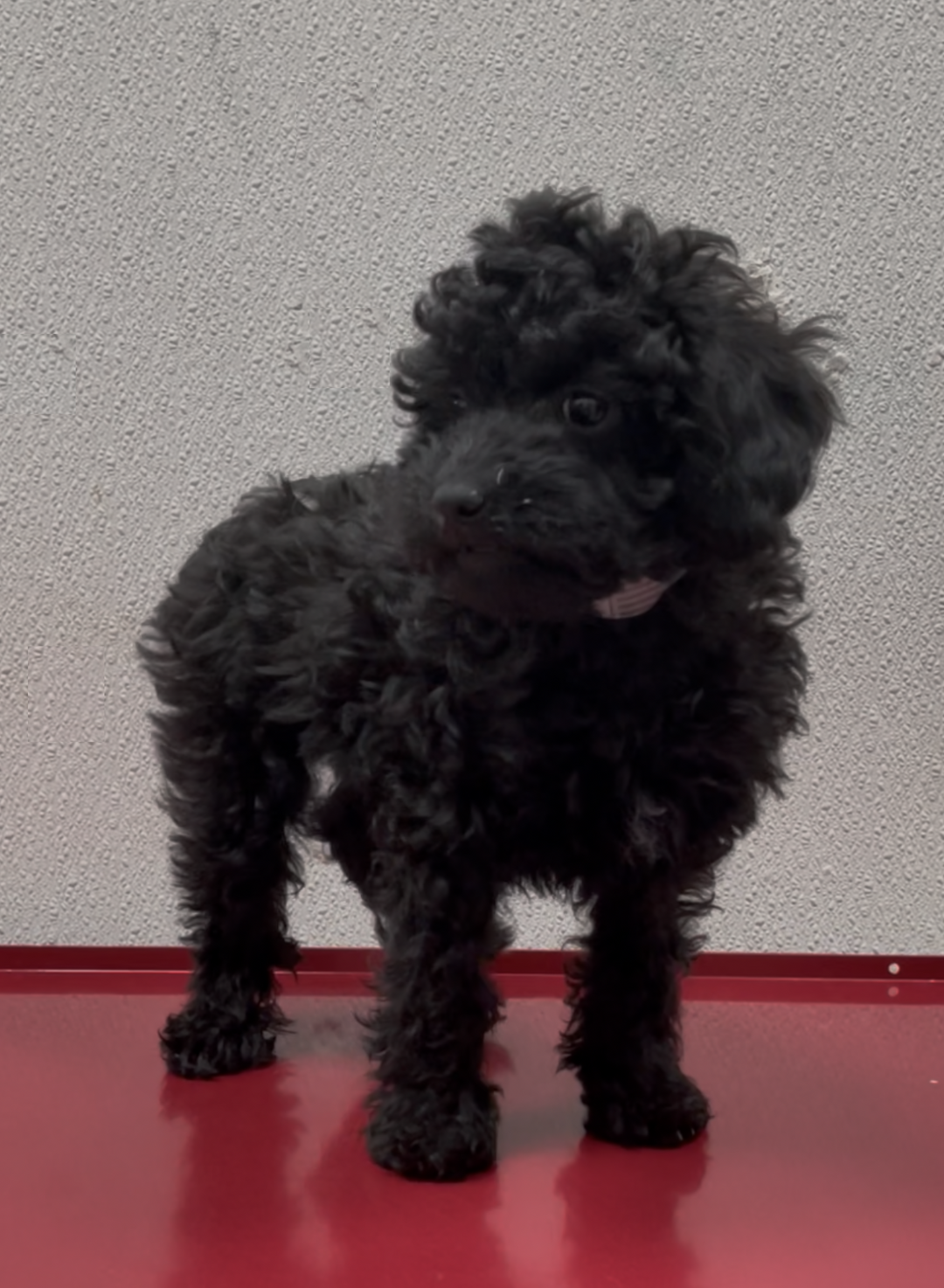 Cavapoo 1409 Girl