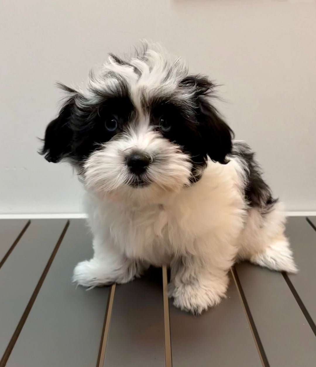 Lhasapoo 1490 Girl