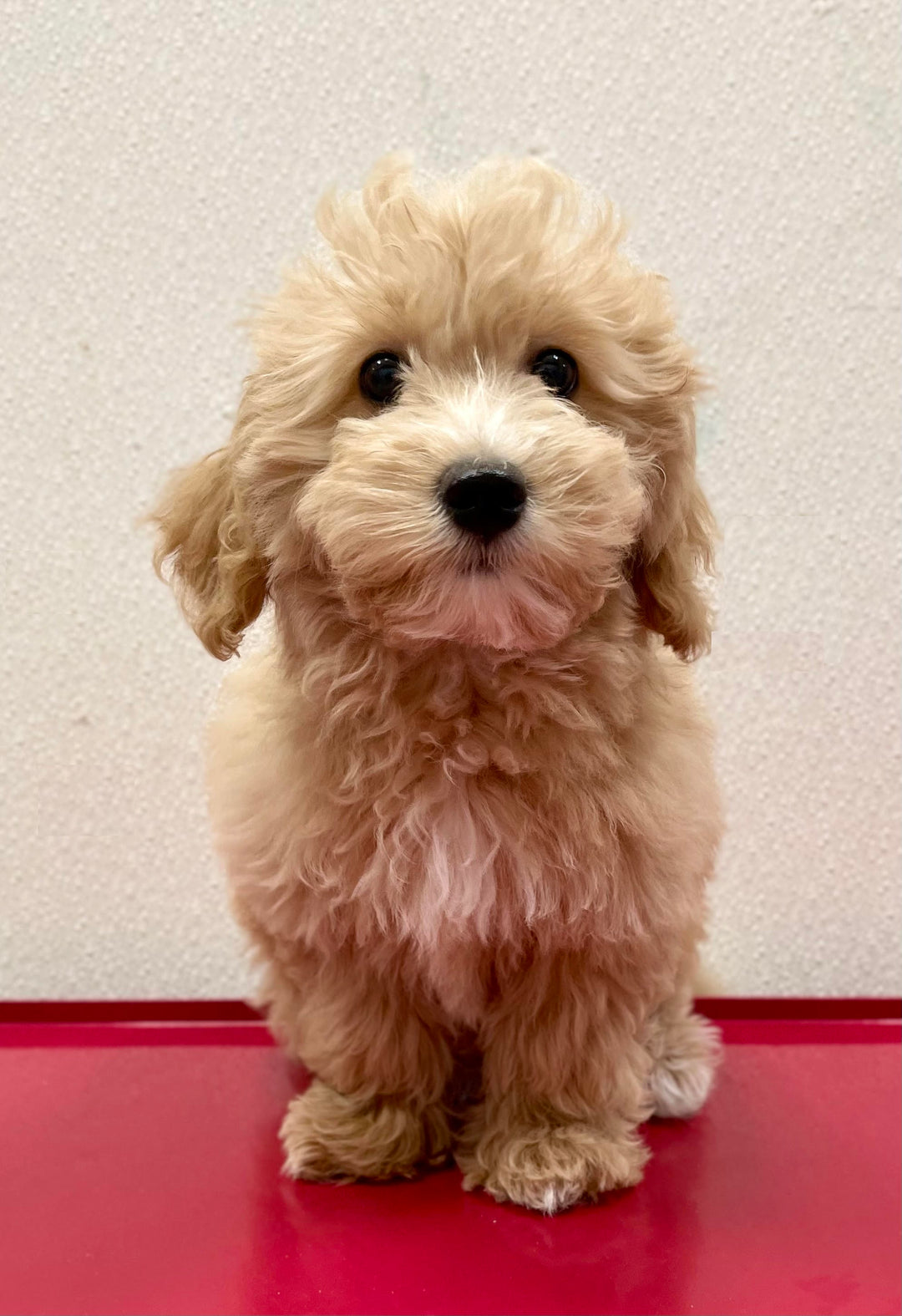 Goldendoodle 3135 Girl