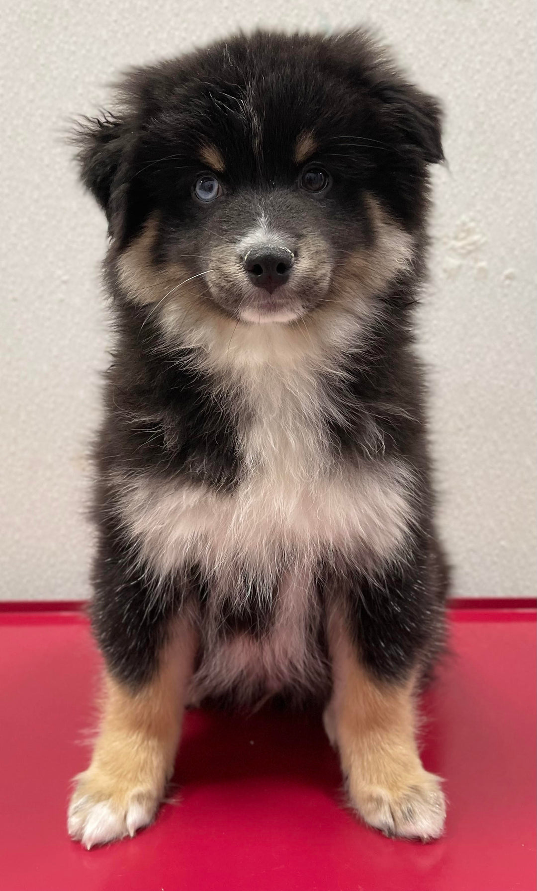 Pomsky 2Nd Gen 3311 Boy