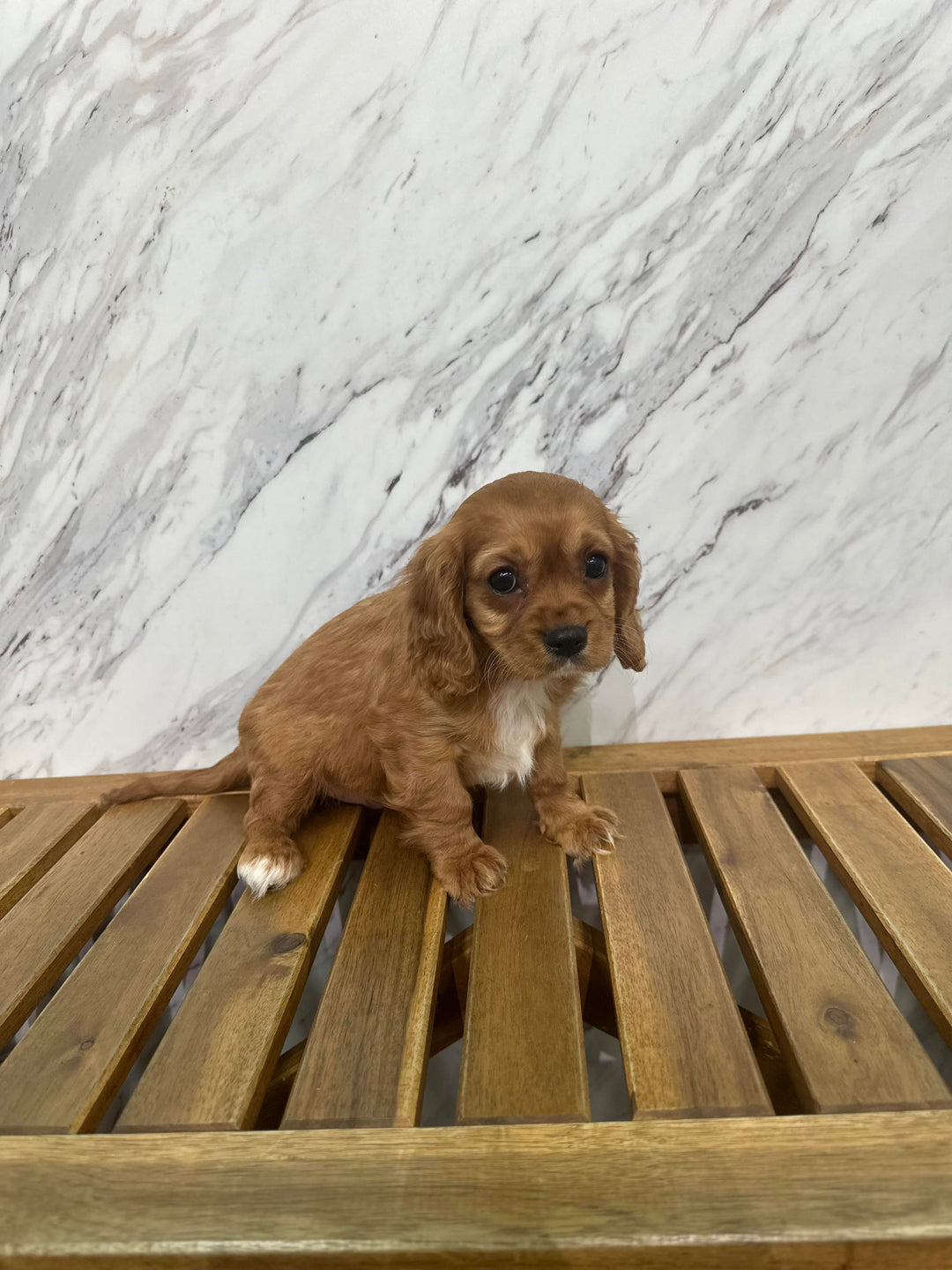 Cavalier King 0134 Boy