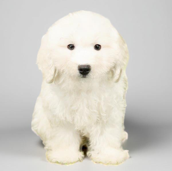 Bichon 7662 Girl