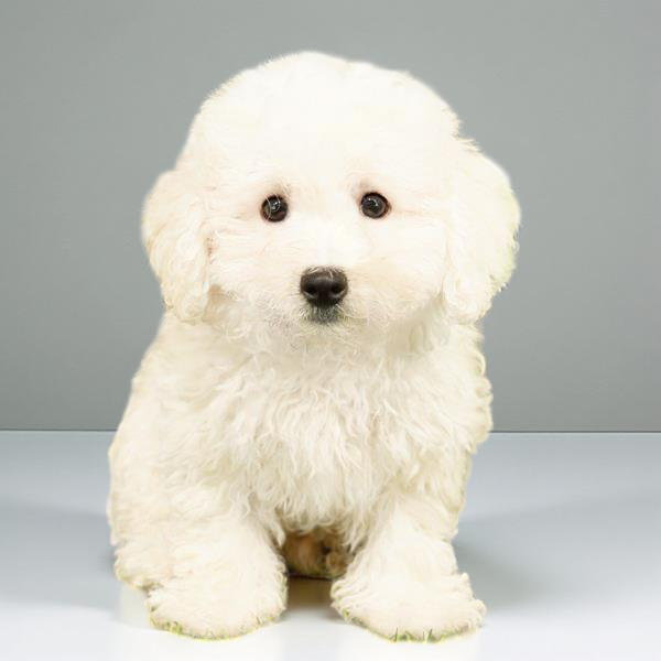 Bichon 7673 Girl