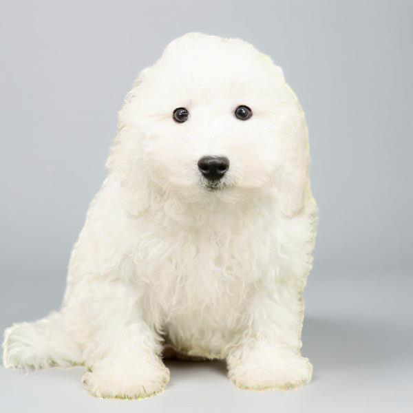 Bichon 7676 Girl