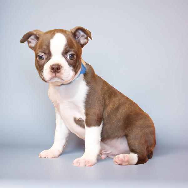 Boston Terrier 2977 Boy