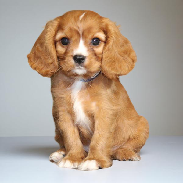 Cavalier King 2235 Boy