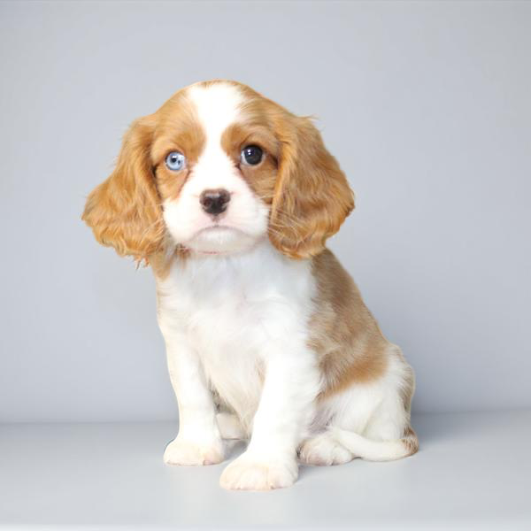 Cavalier King 2239 Boy
