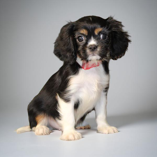 Cavalier King 2550 Boy