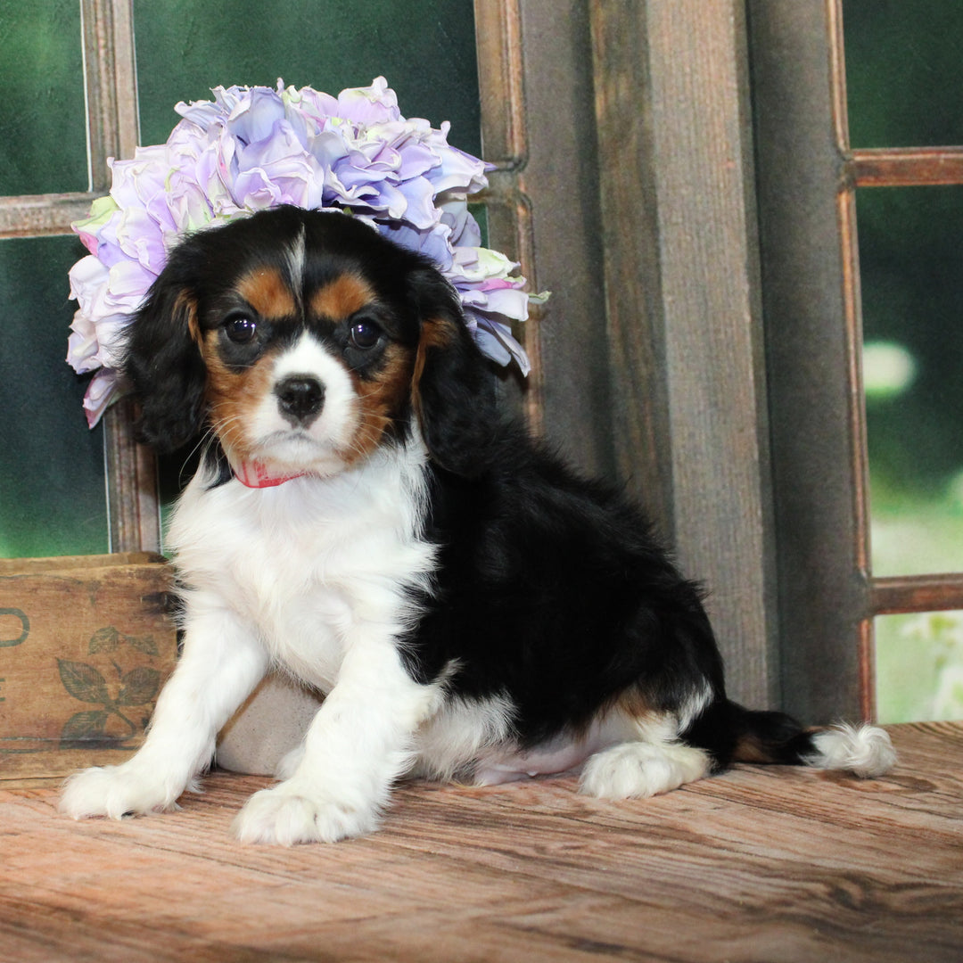 Cavalier King 4563 Boy