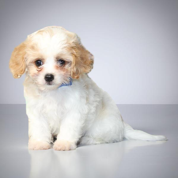 Cavachon 2304 Boy
