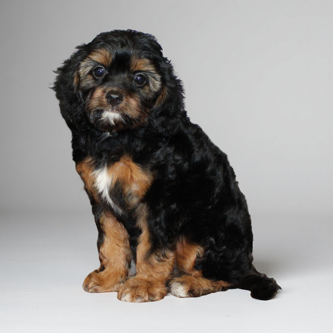 Cavapoo 5106 Girl
