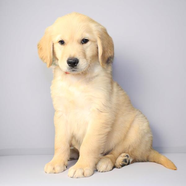 Golden Ret 2470 Girl