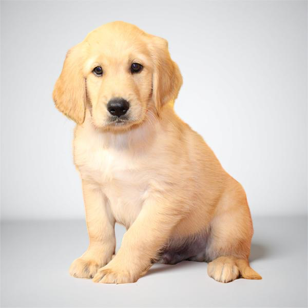 Golden Ret 2647 Boy