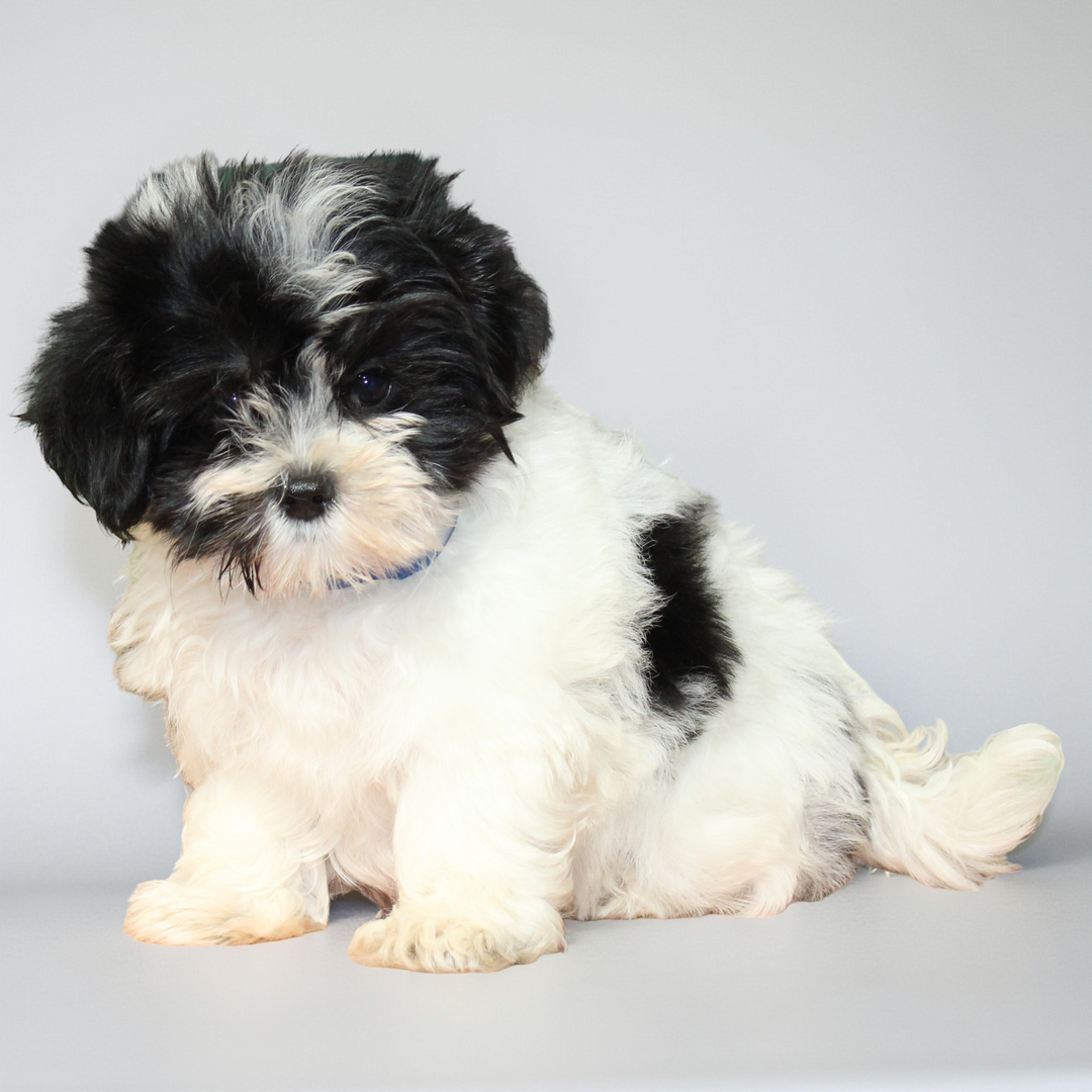 Havanese 2110 Boy