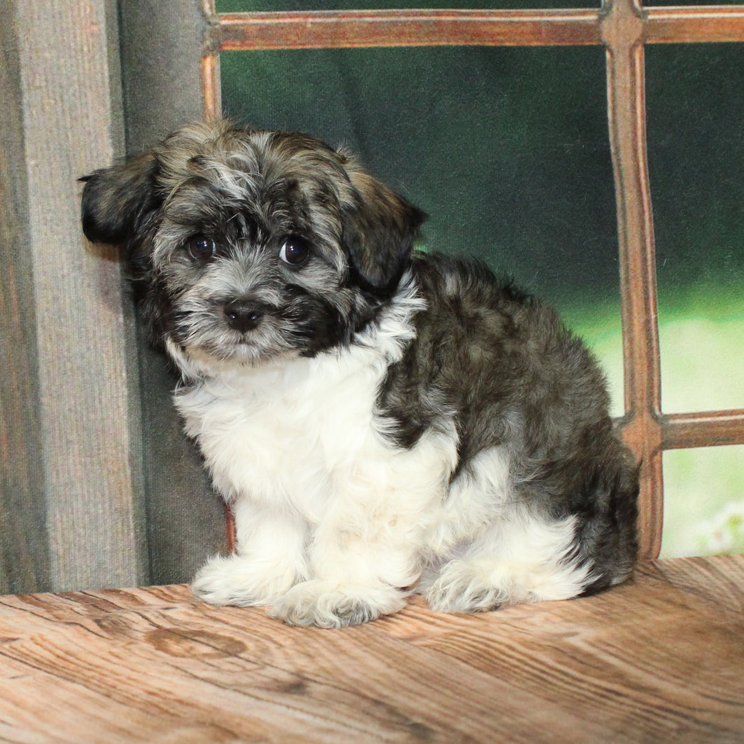 Havanese 4601 Boy