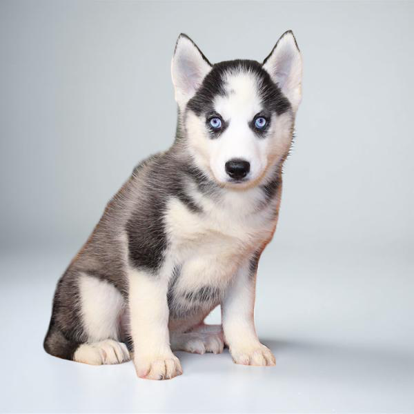 Siberian Husky 9555 Girl