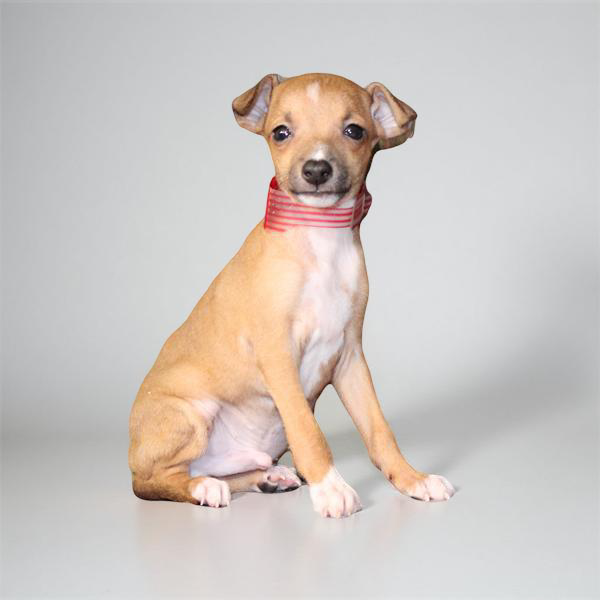 Italian Greyhound 2786 Boy