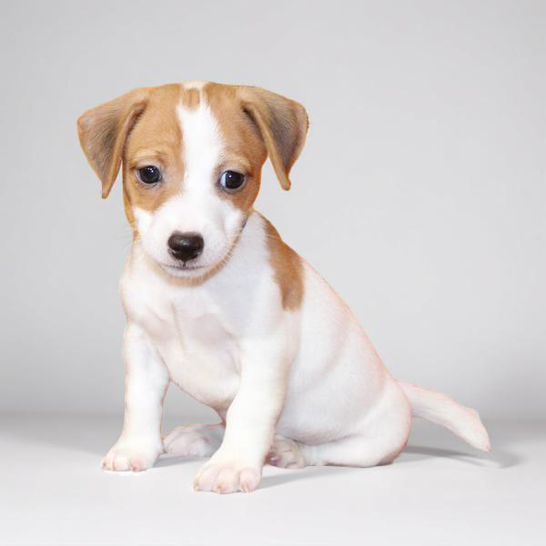 Jack Russell 9541 Boy