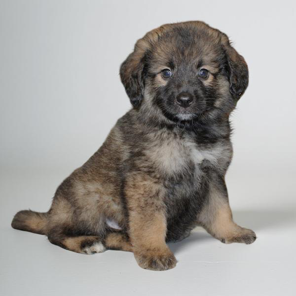 Keeshond/Bernedoodle Mini 2441 Boy