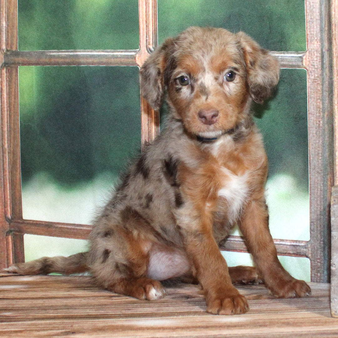 Labradoodle Min 2G 4496 Girl