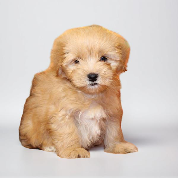 Maltese/Morkie 2990 Girl