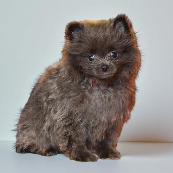 Pomeranian 2949 Boy