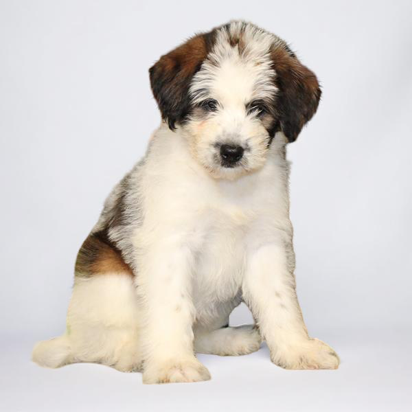 Poodle/Akita 2374 Girl