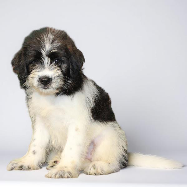 Poodle/Akita 2379 Girl