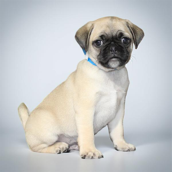 Pug 2120 Boy