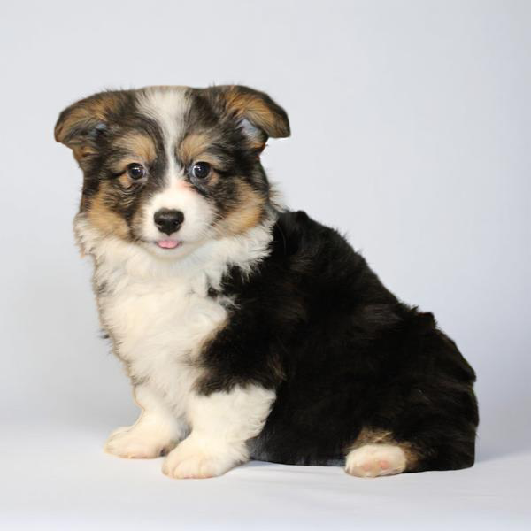 Pembroke Welsh Corgi 2429 Boy