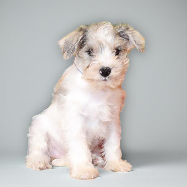 Min Schnauzer 2711 Girl