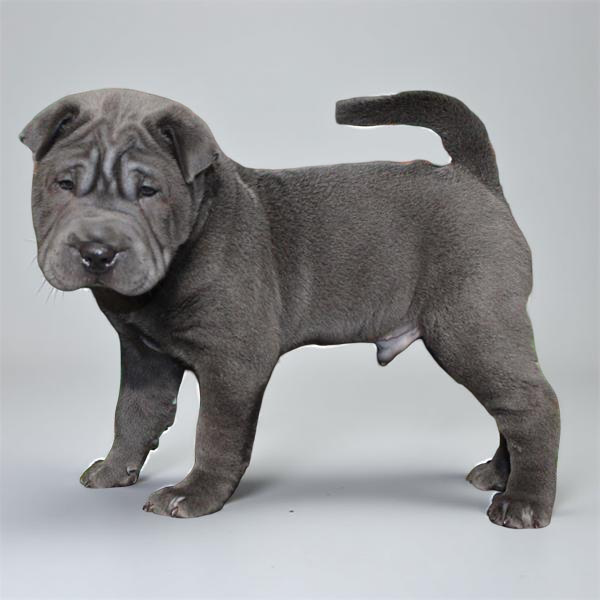 Shar-Pei 2207 Boy