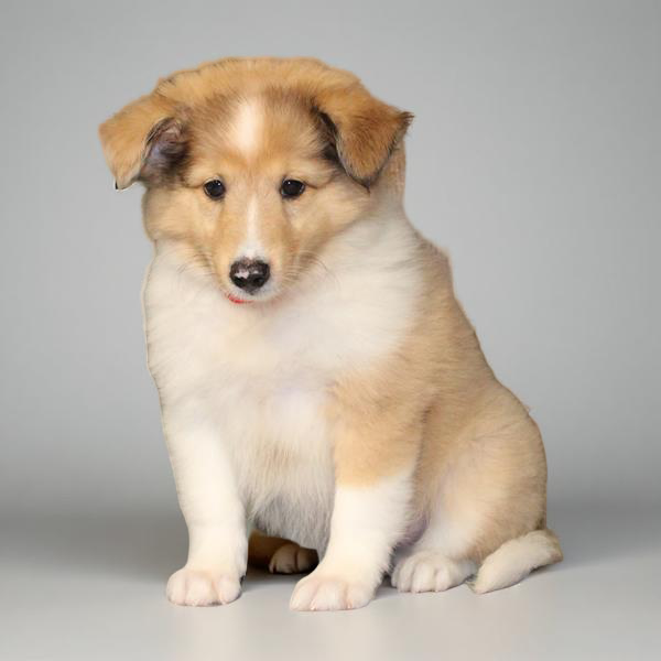 Sheltie 2370 Boy