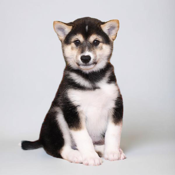 Shiba Inu 2982 Boy