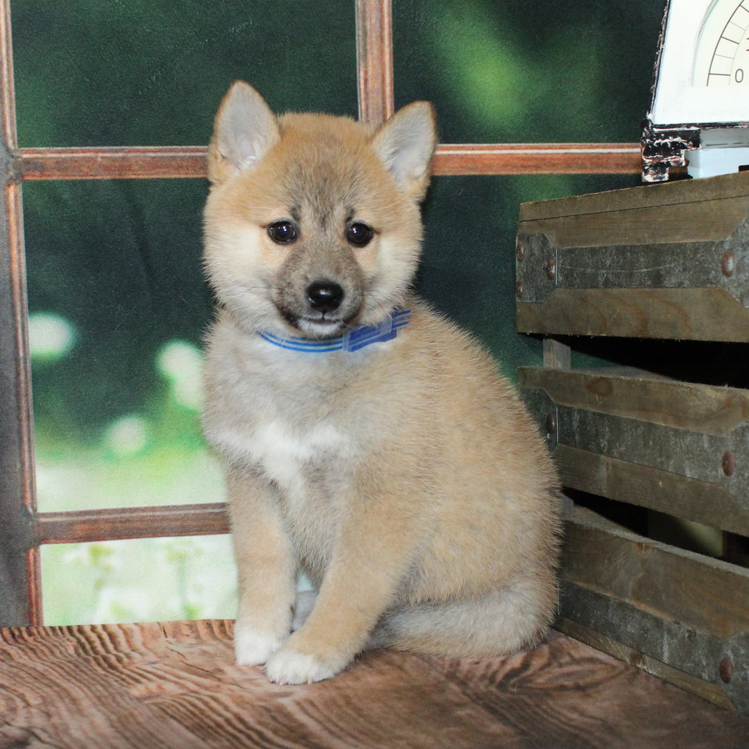 Shiba Inu 8942 Boy