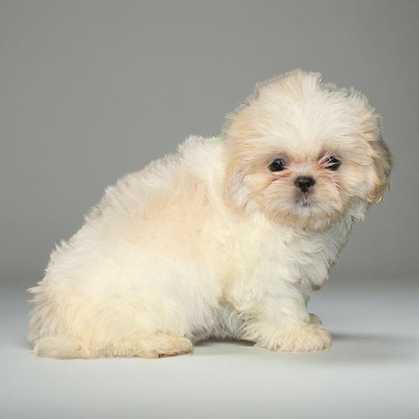 Shih Tzu 2413 Boy