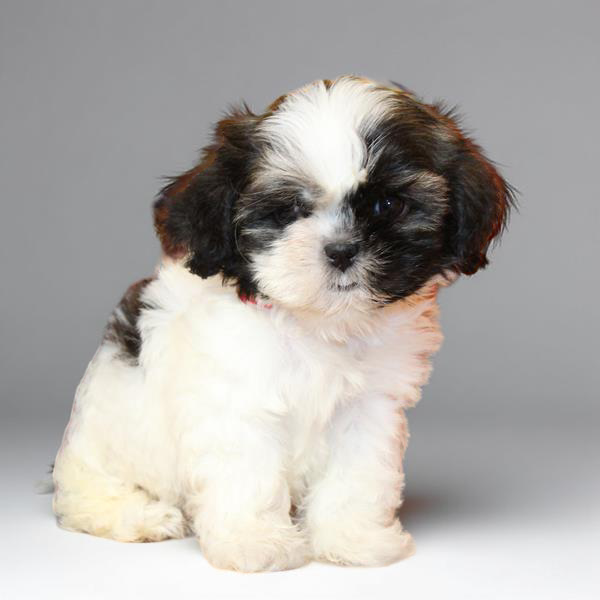 Shih Tzu 9564 Girl