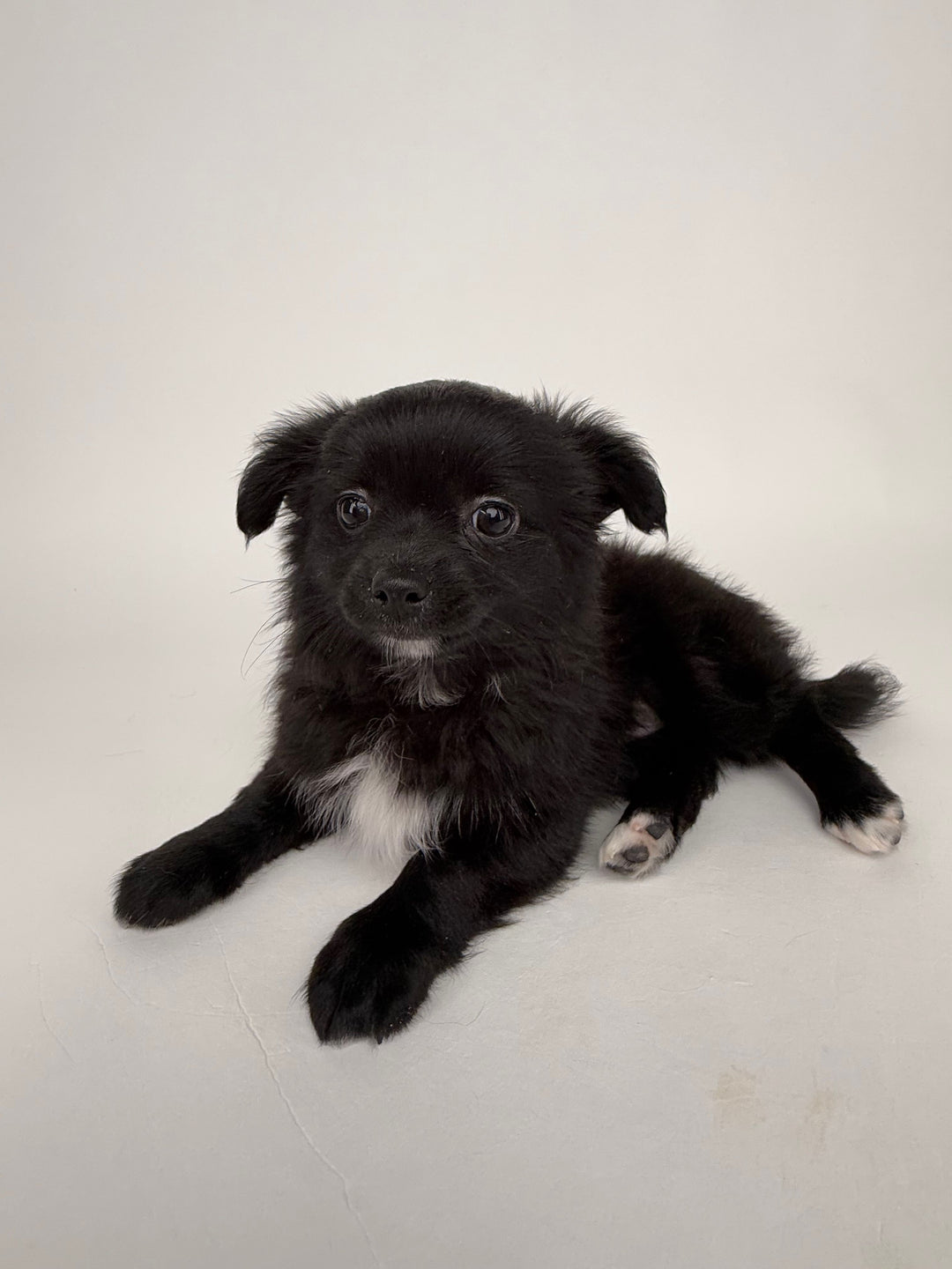 Chihuahua 9050 Boy