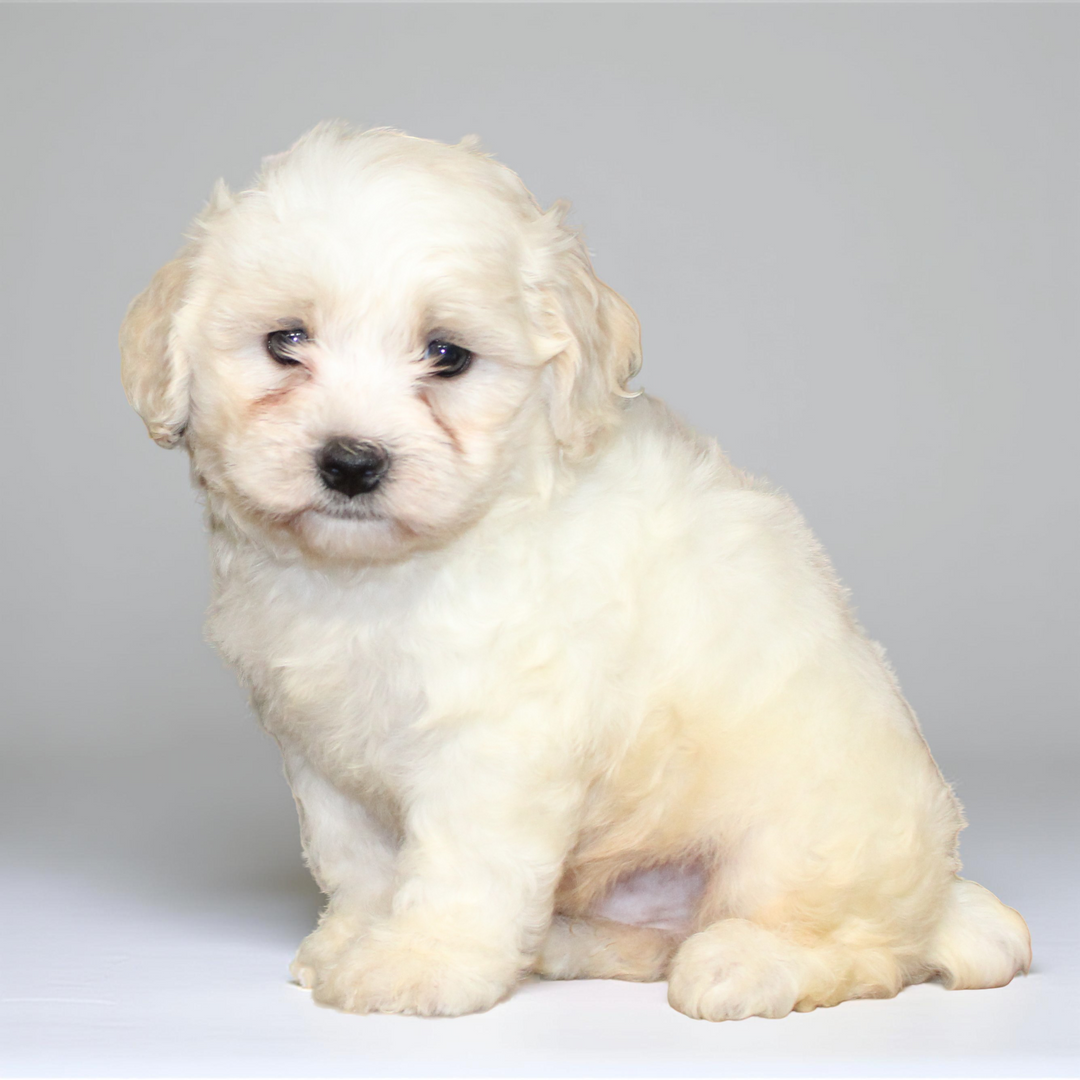 Teddy Bear 5264 Boy