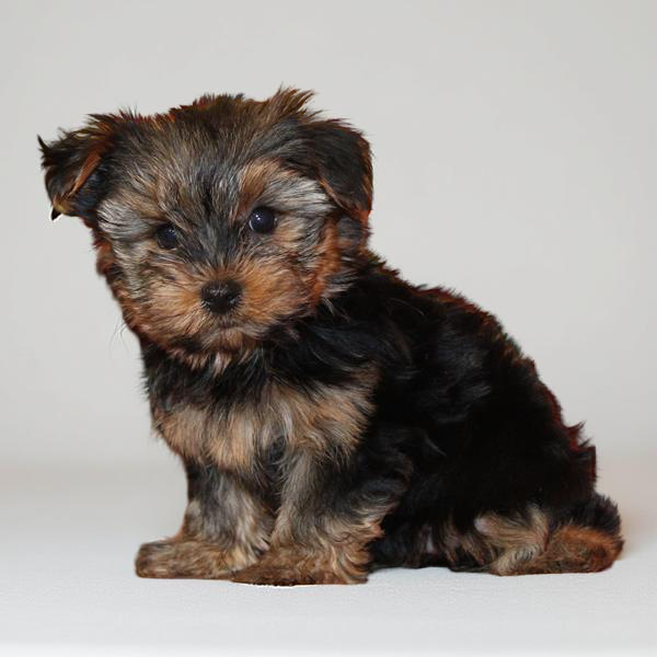 Yorkie 2957 Girl