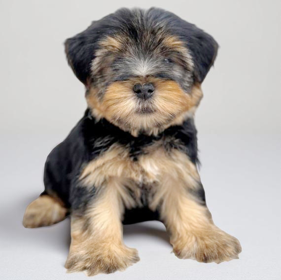 Yorkie 7755 Boy