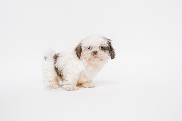 Shih Tzu