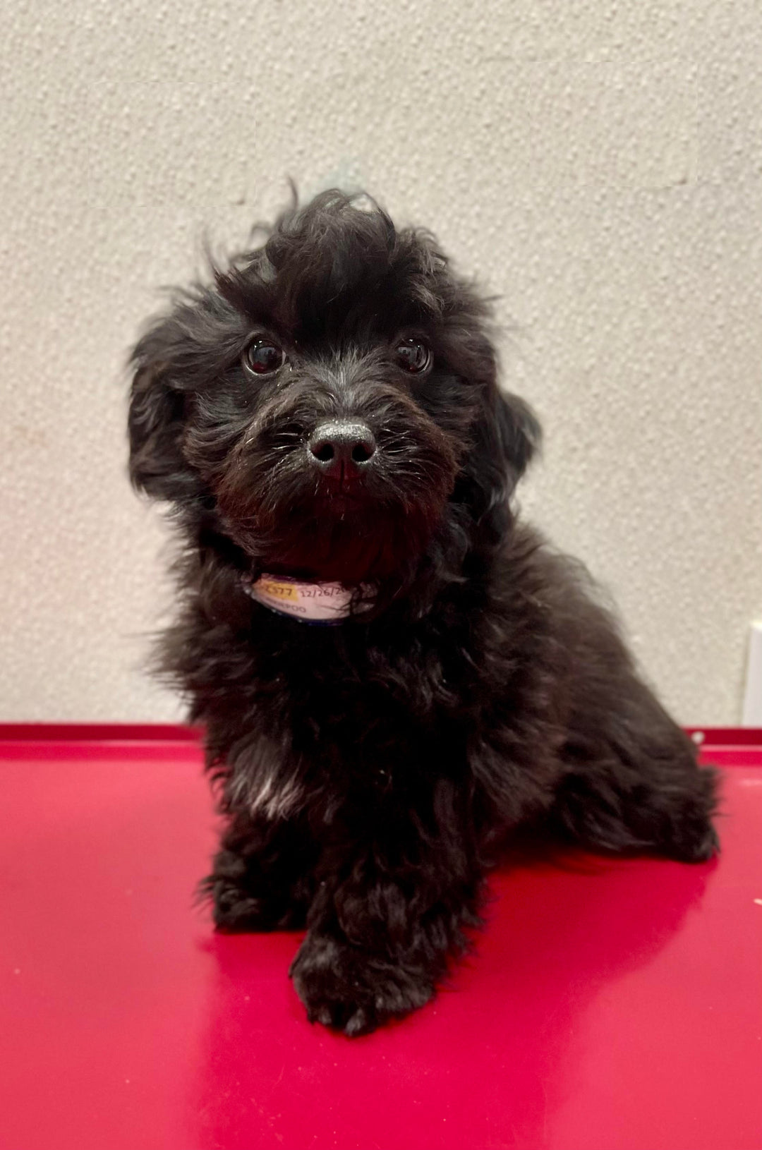 Yorkiepoo 2377 Boy