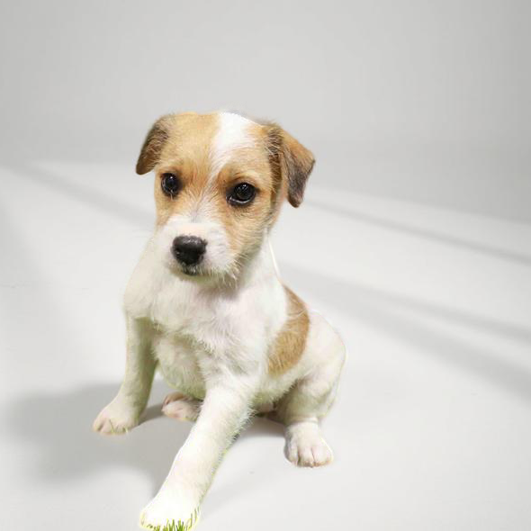 Jack Russell 6134 Girl