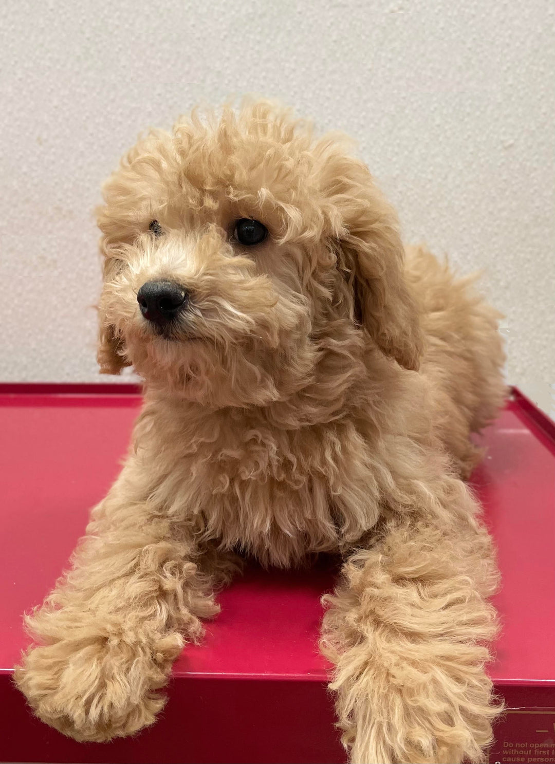 Goldendoodle 6455 Girl