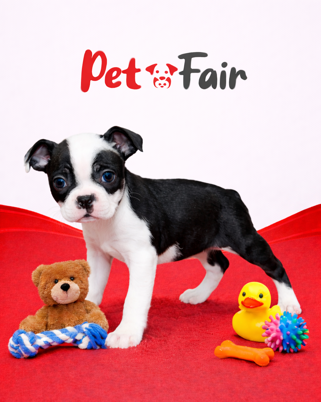 Boston Terrier 0687 Girl