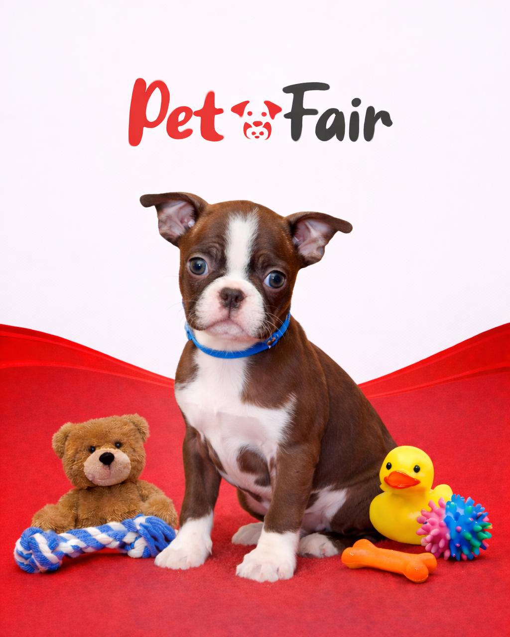 Boston Terrier 9685 Boy