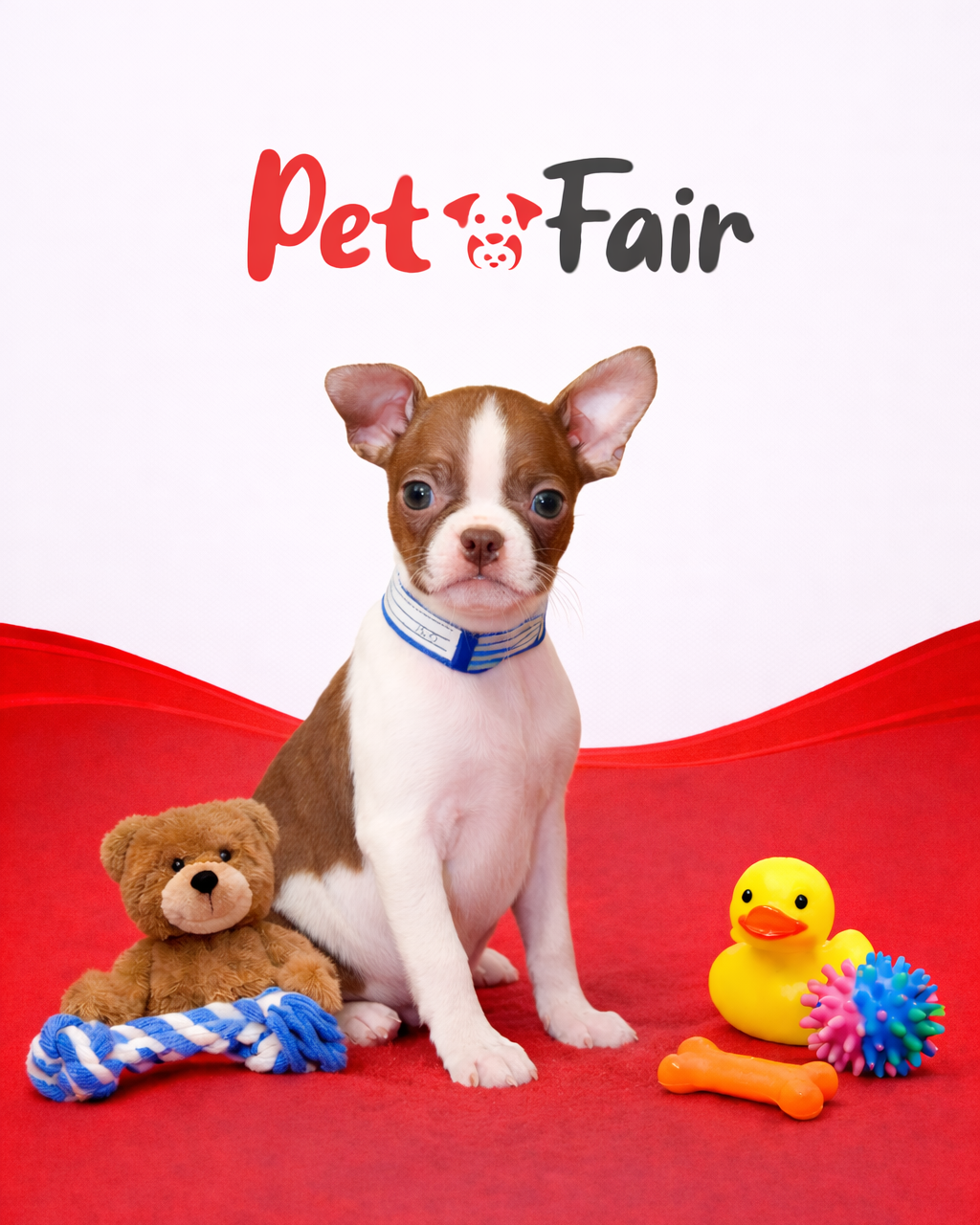 Boston Terrier 9761 Girl