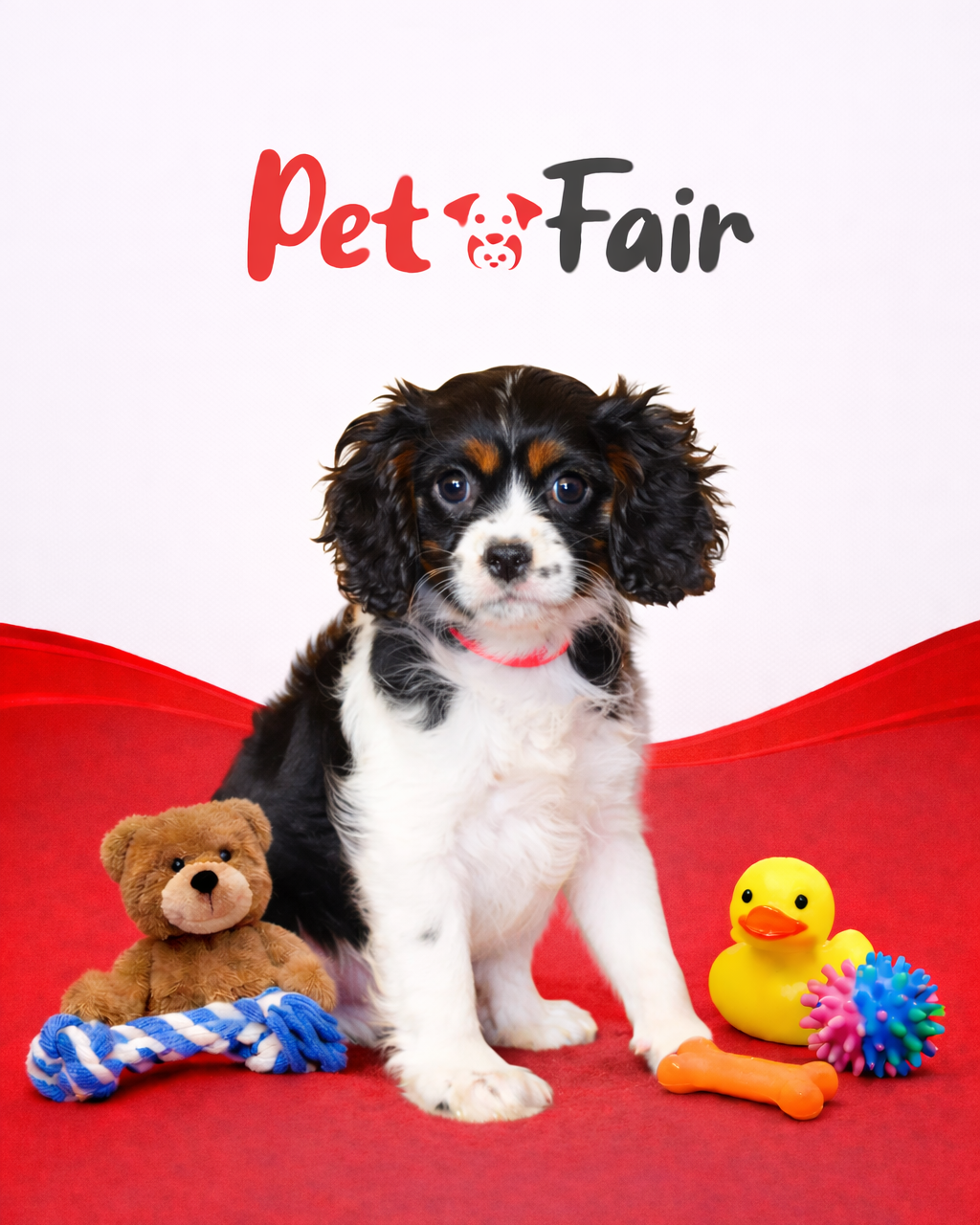 Cavalier King 9877 Boy