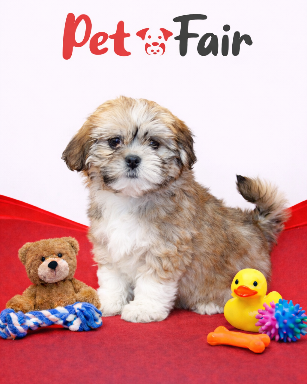 Lhasa Apso 0052 Girl